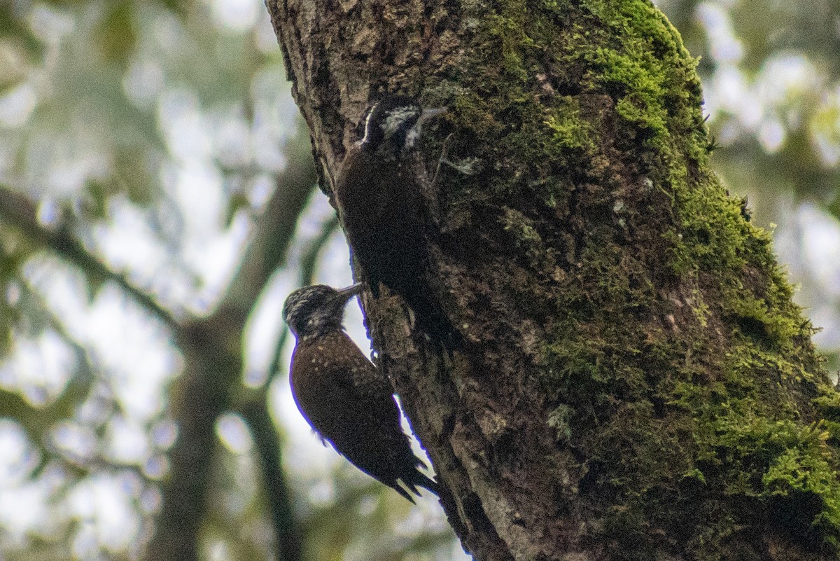 Golden-crowned Woodpecker - ML530824301