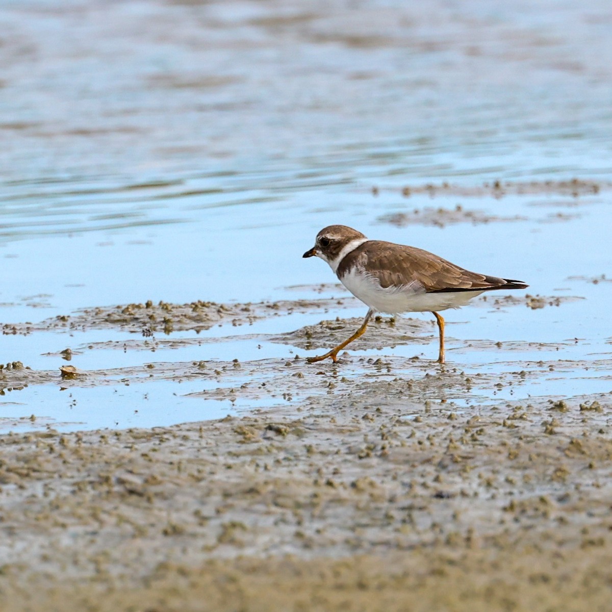 Semipalmated Plover - ML530824781