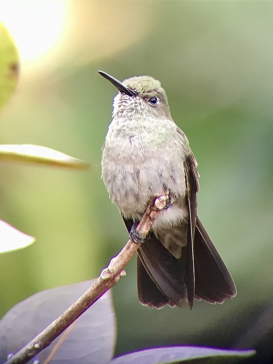 Sombre Hummingbird - ML530829051