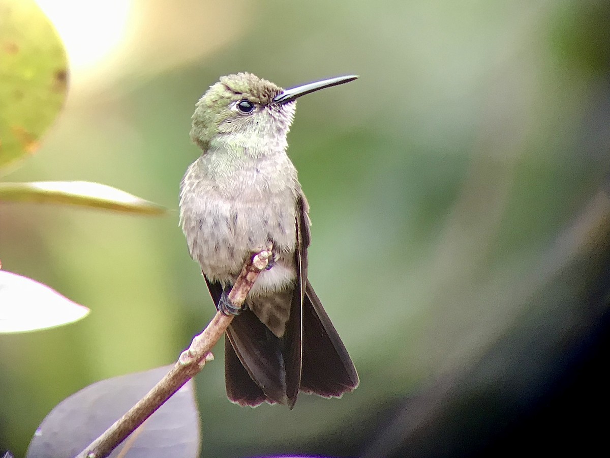 Sombre Hummingbird - ML530829061