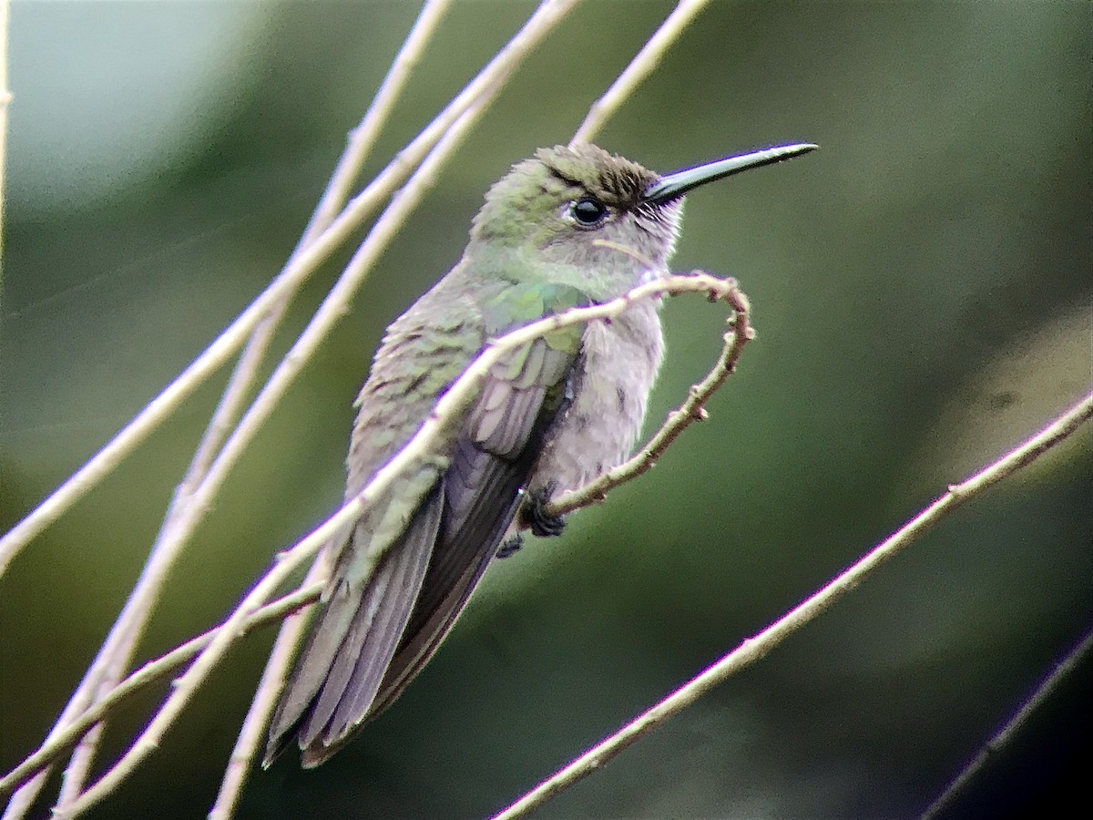 Sombre Hummingbird - Bruno Rennó