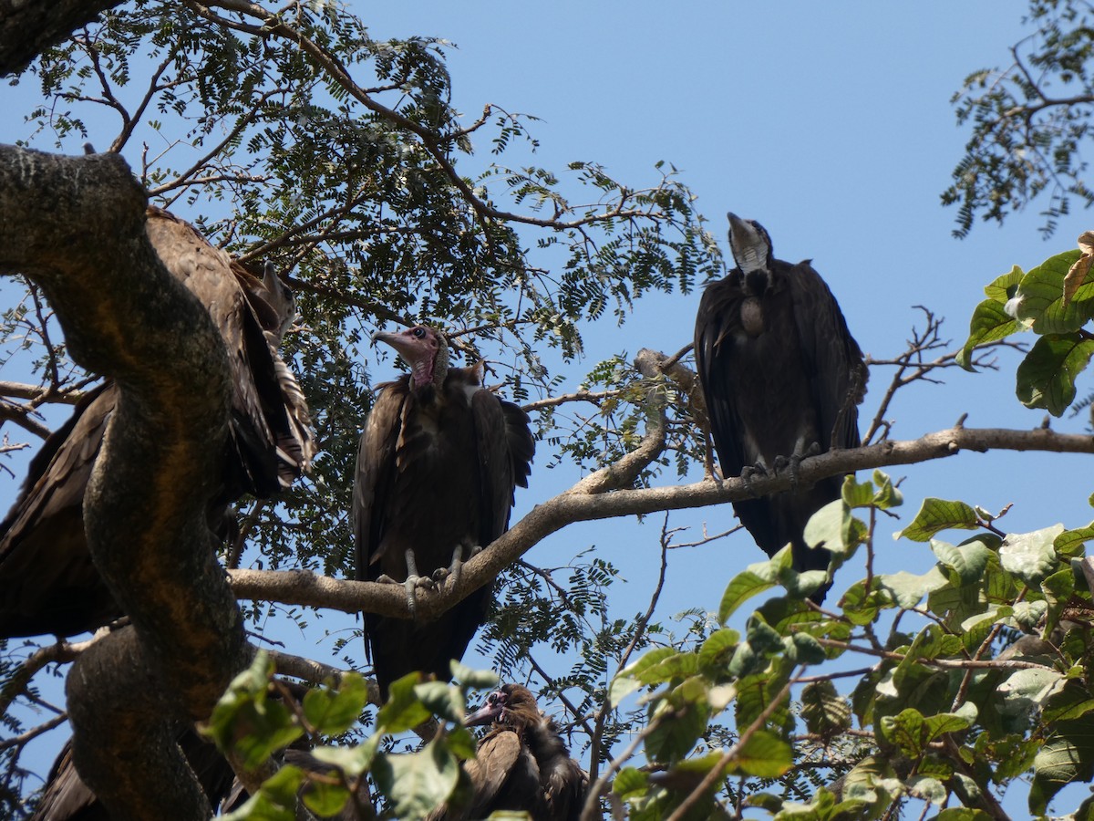 Hooded Vulture - ML530832241