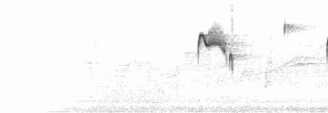  - Variegated Flycatcher