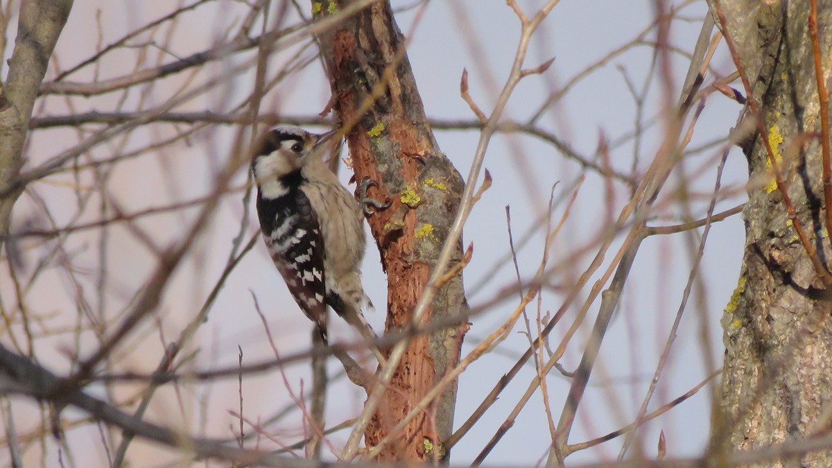 Lesser Spotted Woodpecker - ML530842201