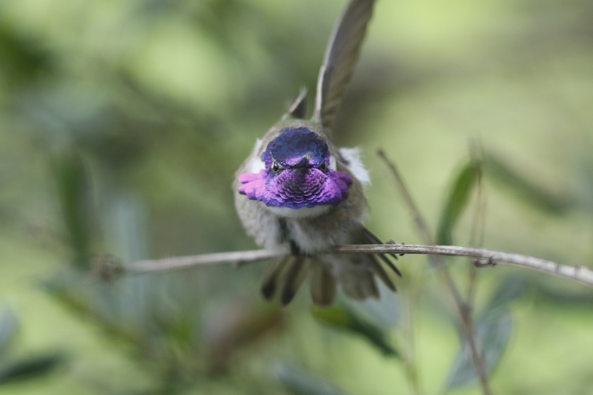 Costa's Hummingbird - John C Sullivan