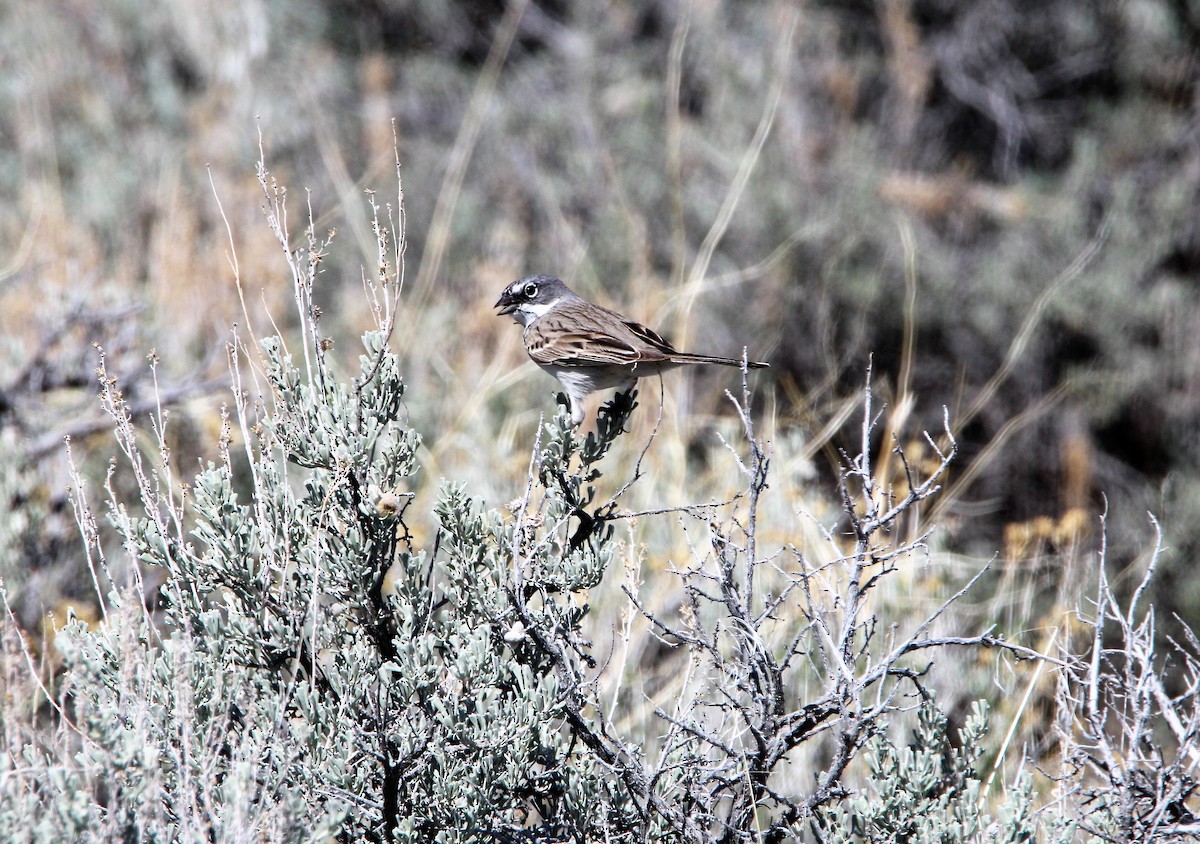 Sagebrush Sparrow - ML53085471