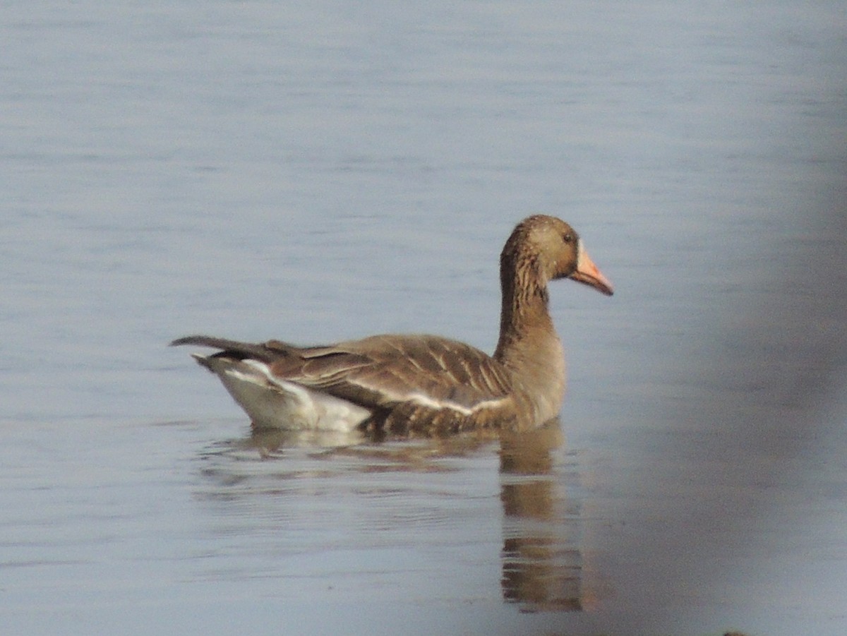 Greater White-fronted Goose - ML53085481