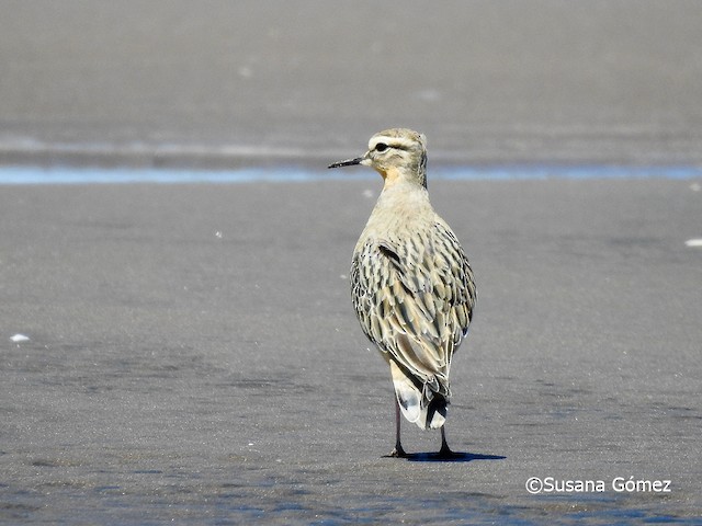  - Tawny-throated Dotterel - 