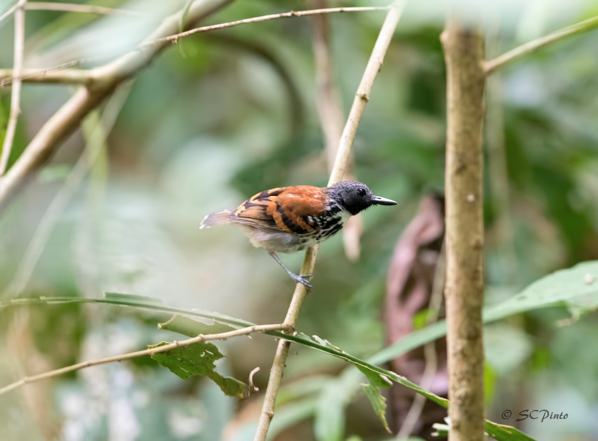 Spotted Antbird - Shailesh Pinto