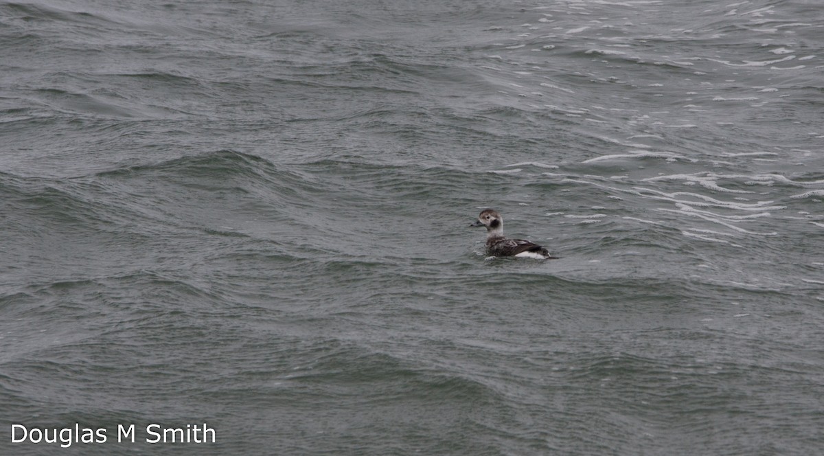Long-tailed Duck - ML53085631