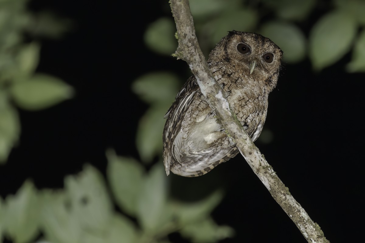 Black-capped Screech-Owl - Thelma Gátuzzô
