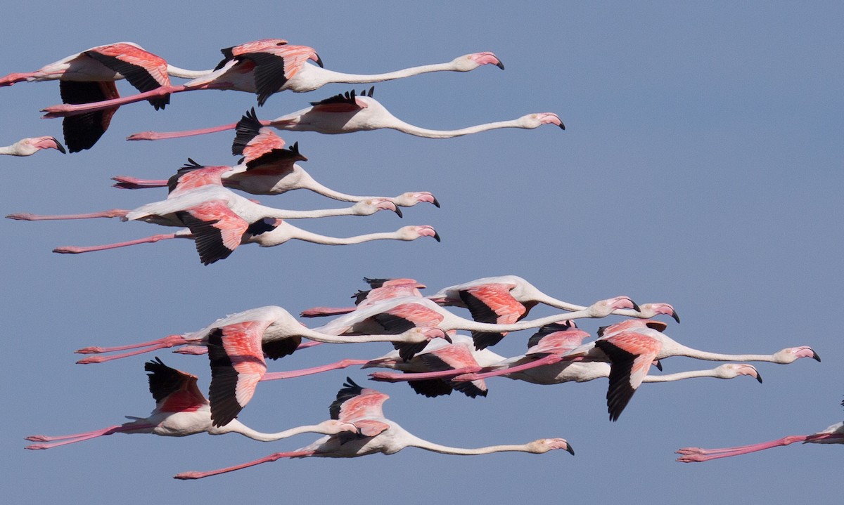 Greater Flamingo - Craig Faulhaber