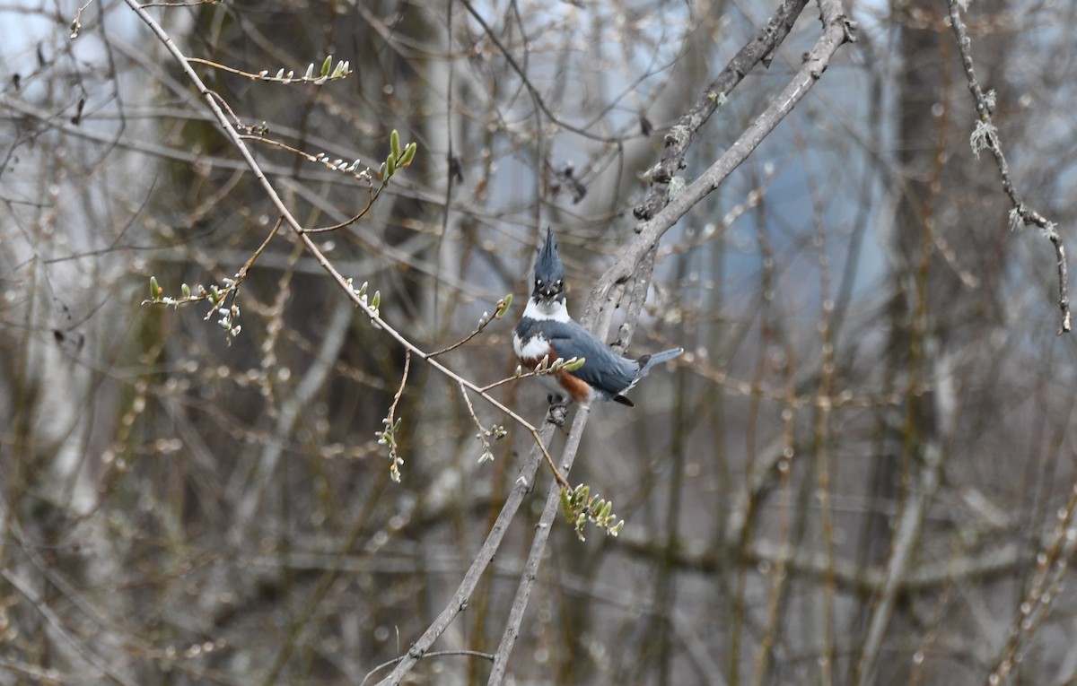 Belted Kingfisher - ML530863851