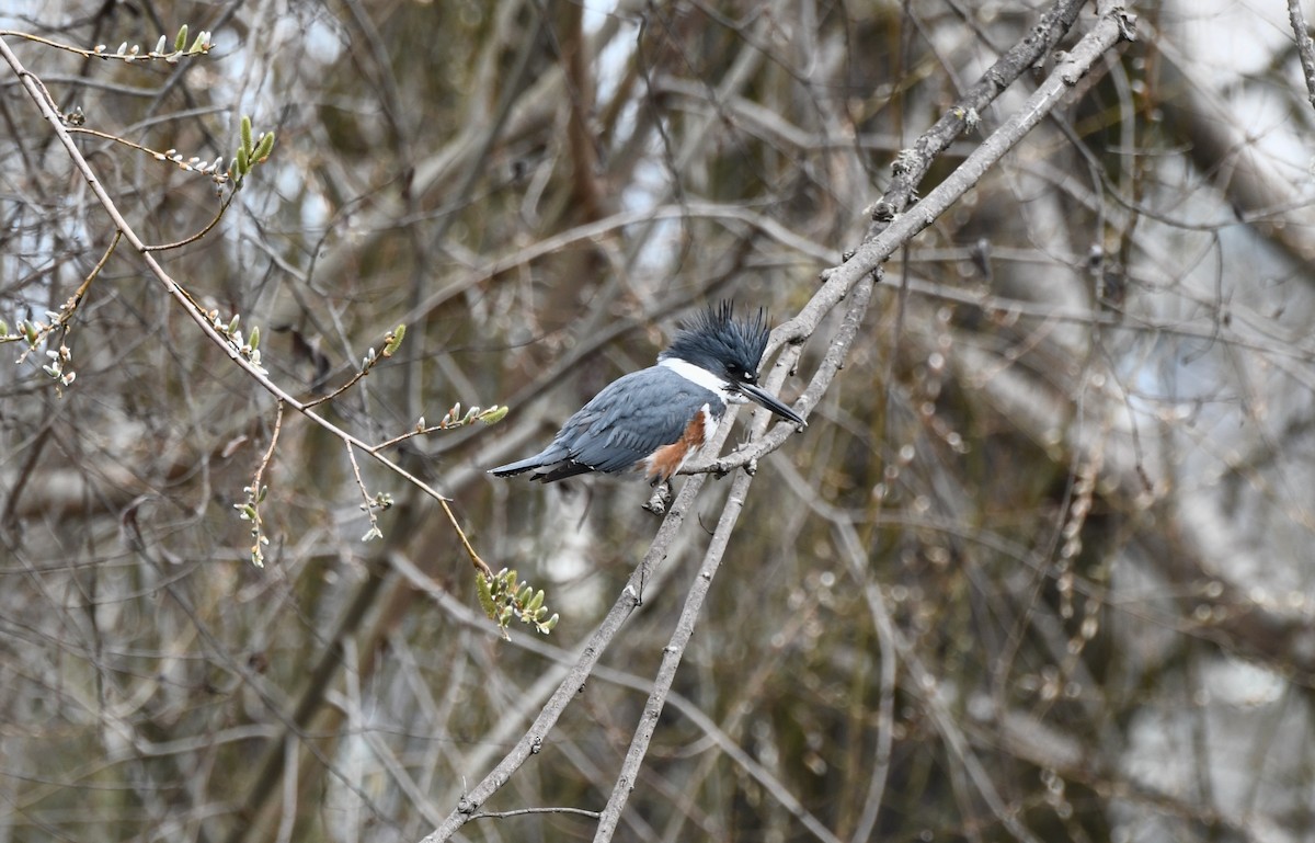 Belted Kingfisher - Mike Gragg