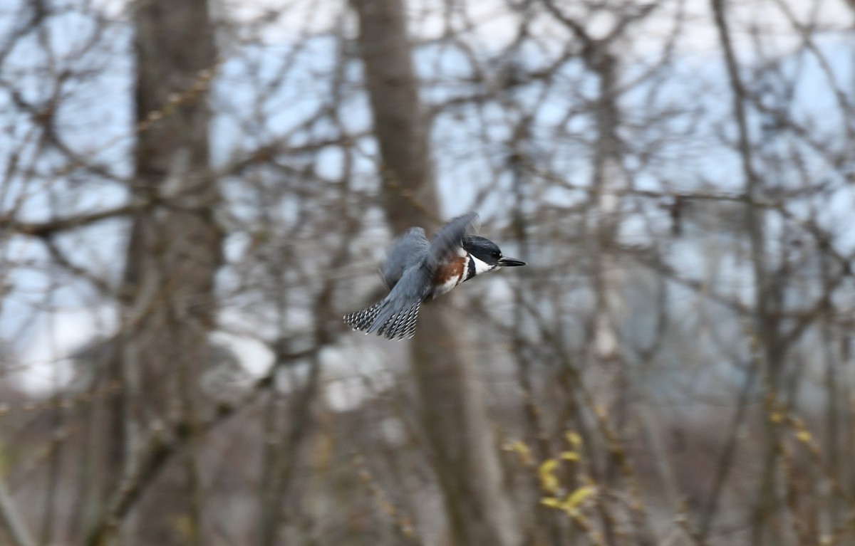 Belted Kingfisher - ML530863881