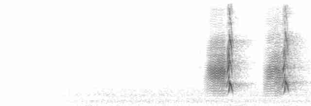  - Black-collared Jay (Black-collared)