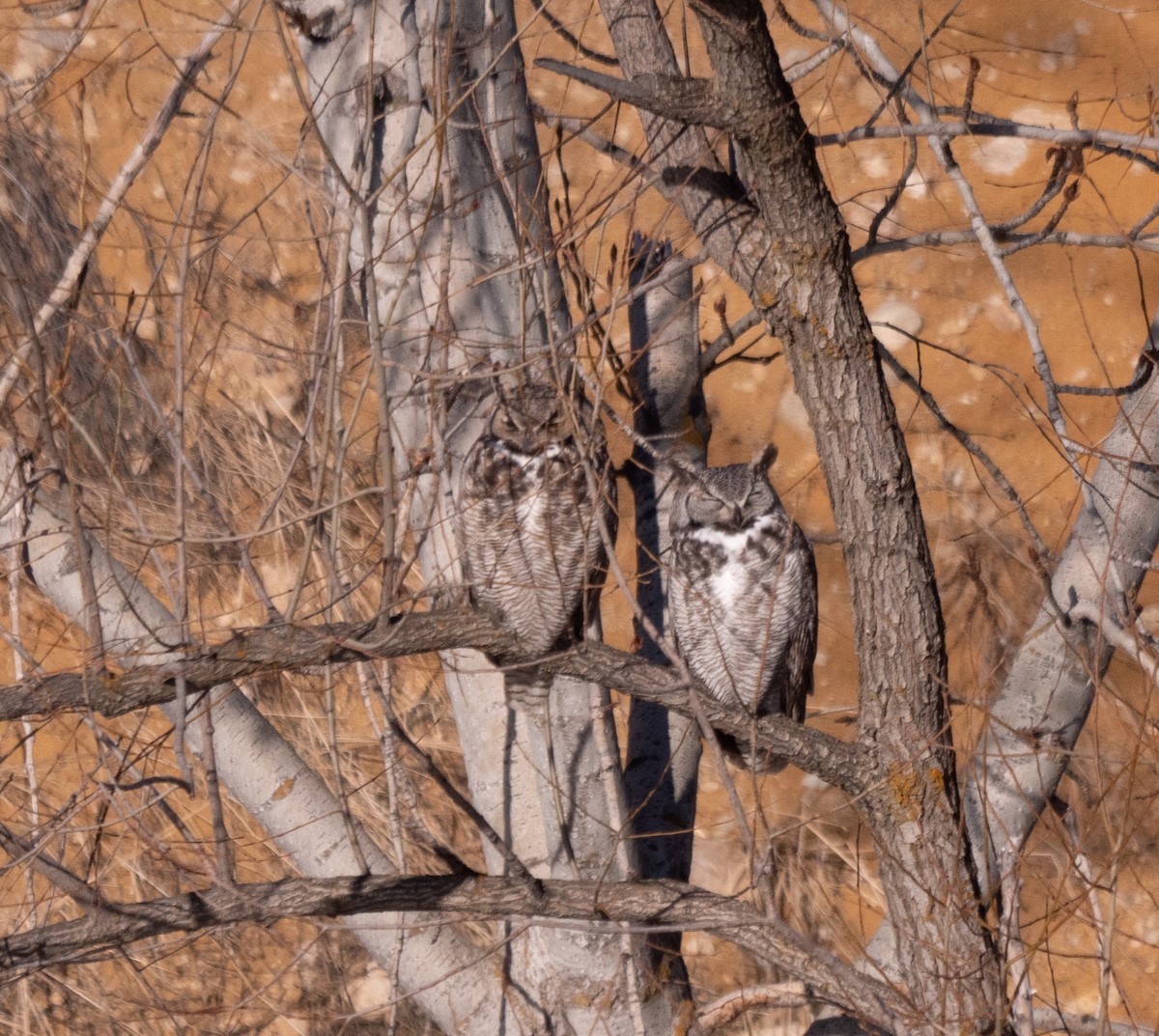 Great Horned Owl - ML530869121