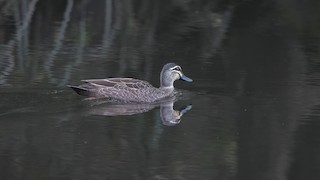 Pacific Black Duck, ML530869161