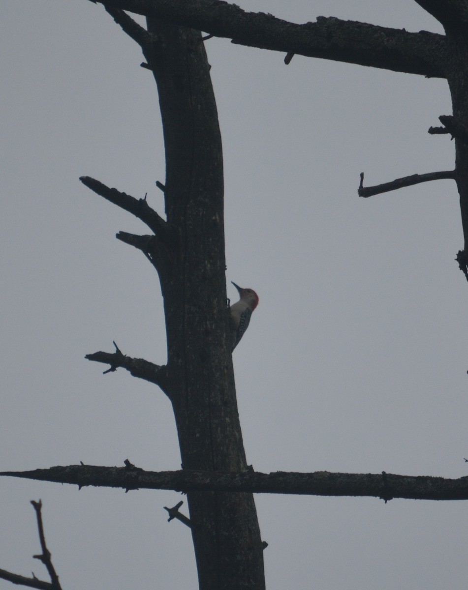 Red-bellied Woodpecker - Rich Hanlon