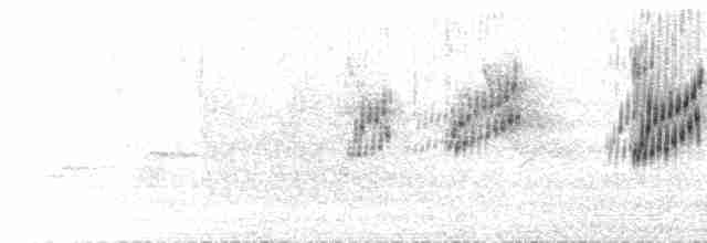  - Pale-footed Swallow