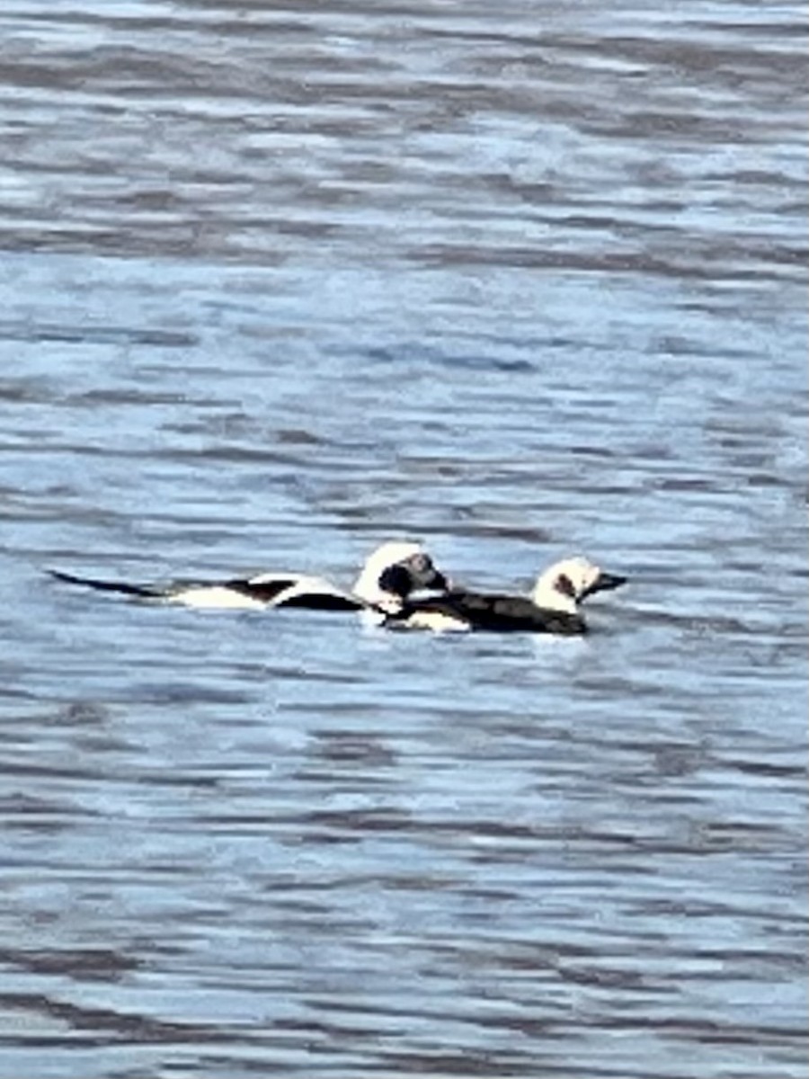 Long-tailed Duck - ML530878961