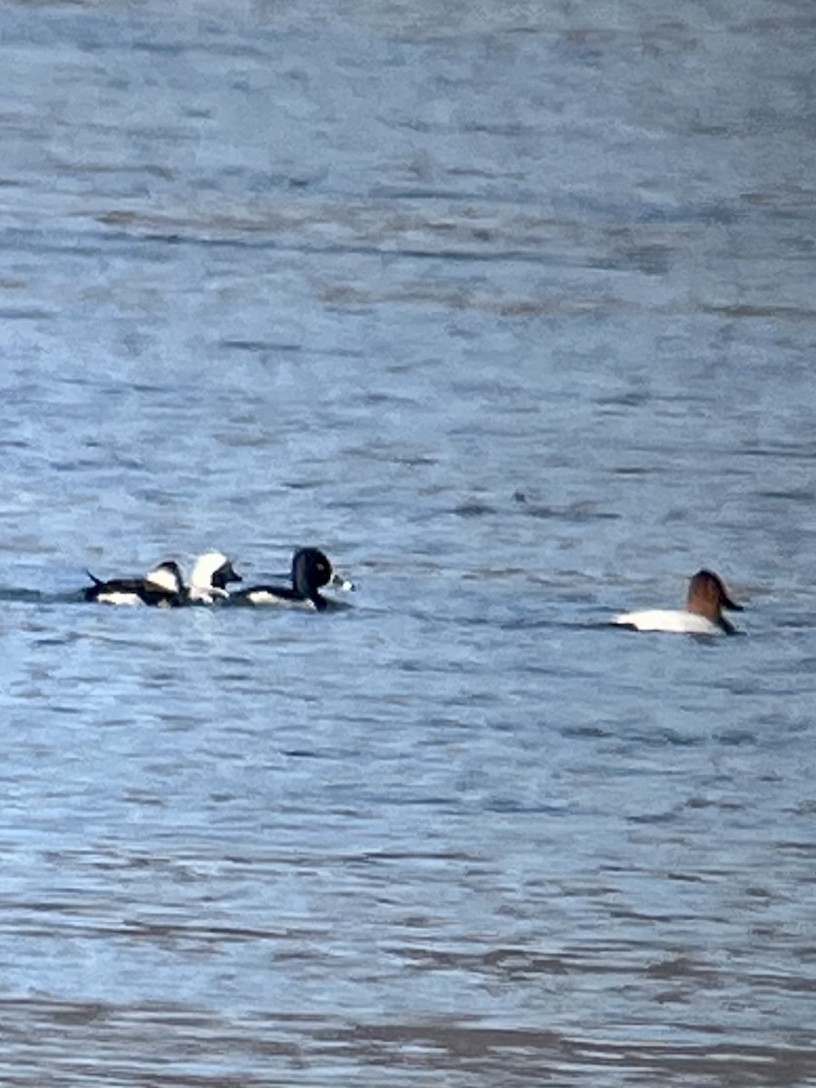 Long-tailed Duck - ML530878971