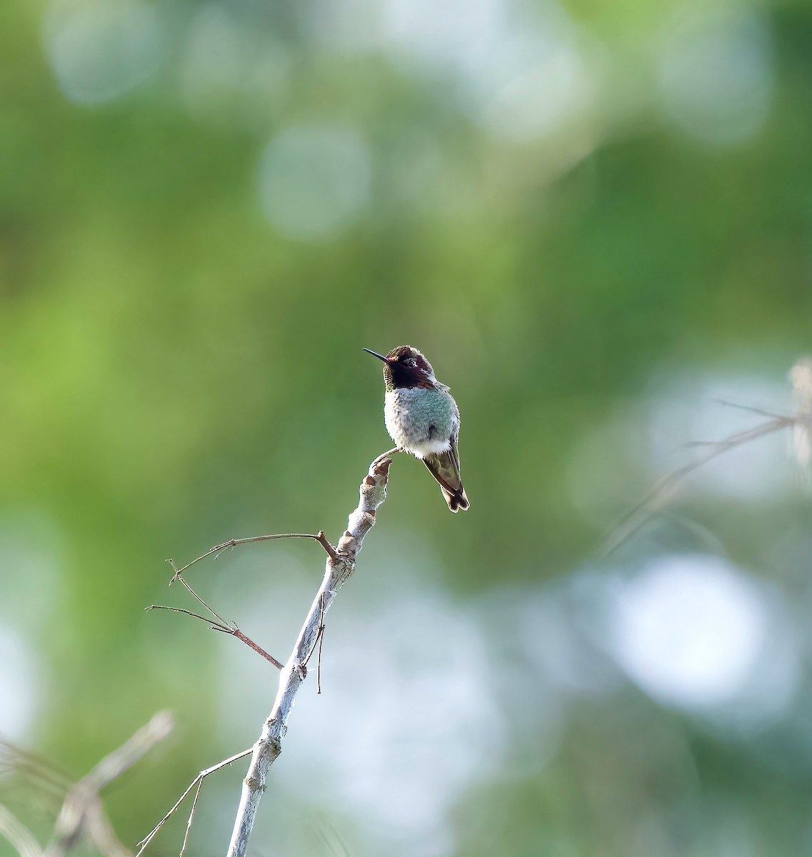 Anna's Hummingbird - ML530884161