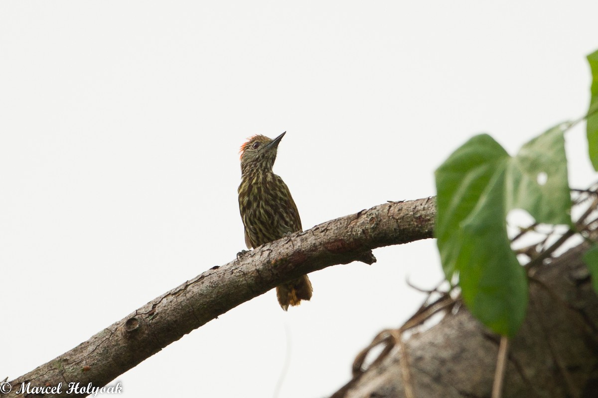 Gabon Woodpecker - ML530884321