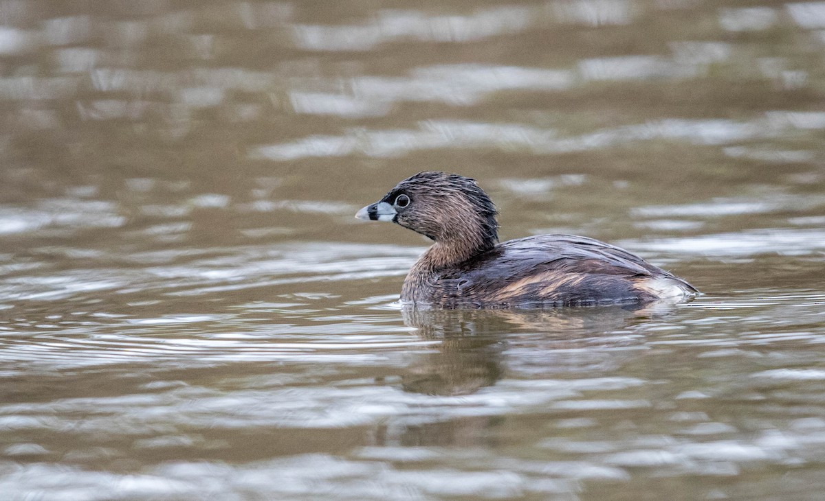Pied-billed Grebe - Jeff Timmons