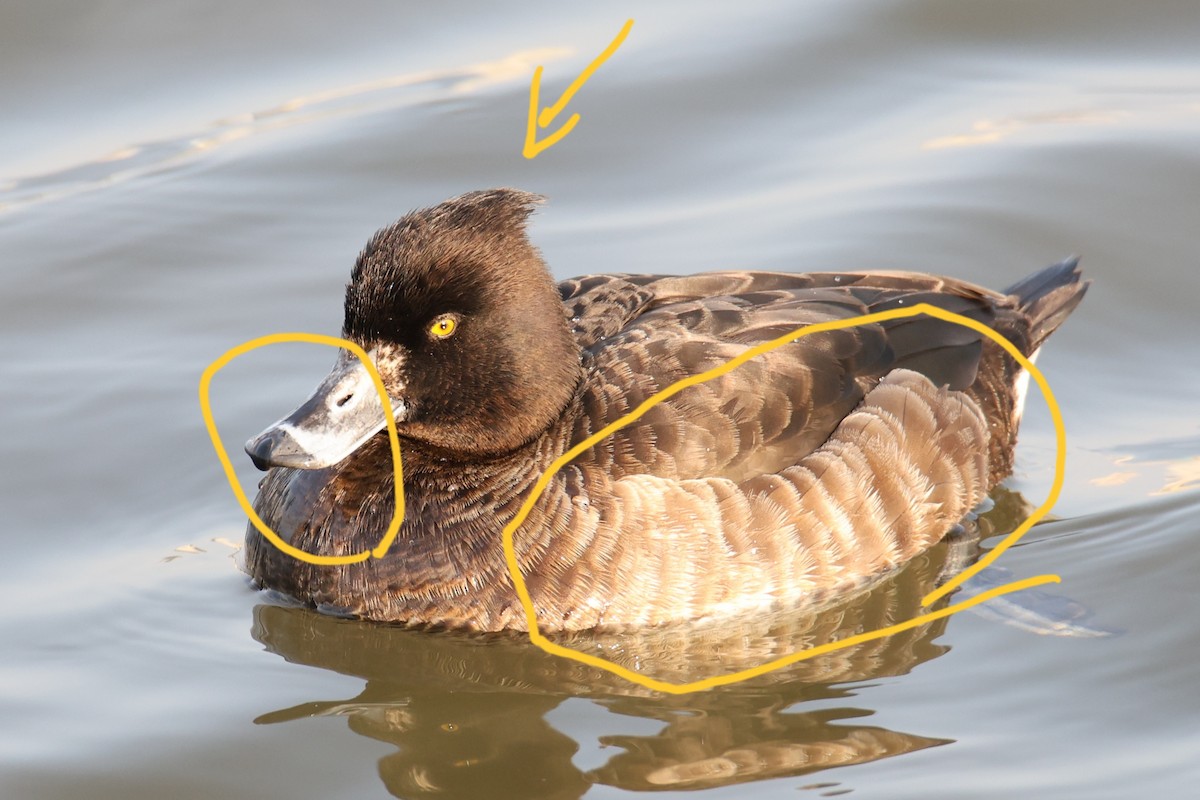 Tufted Duck - ML530887281