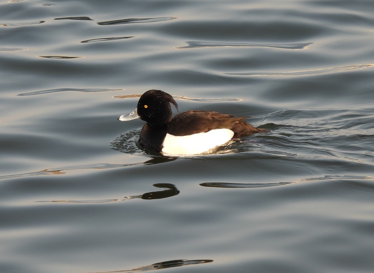 Tufted Duck - ML530887291