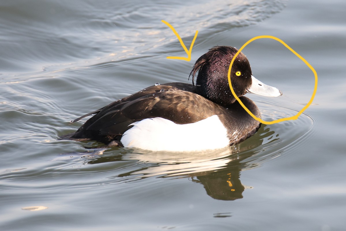 Tufted Duck - ML530887301