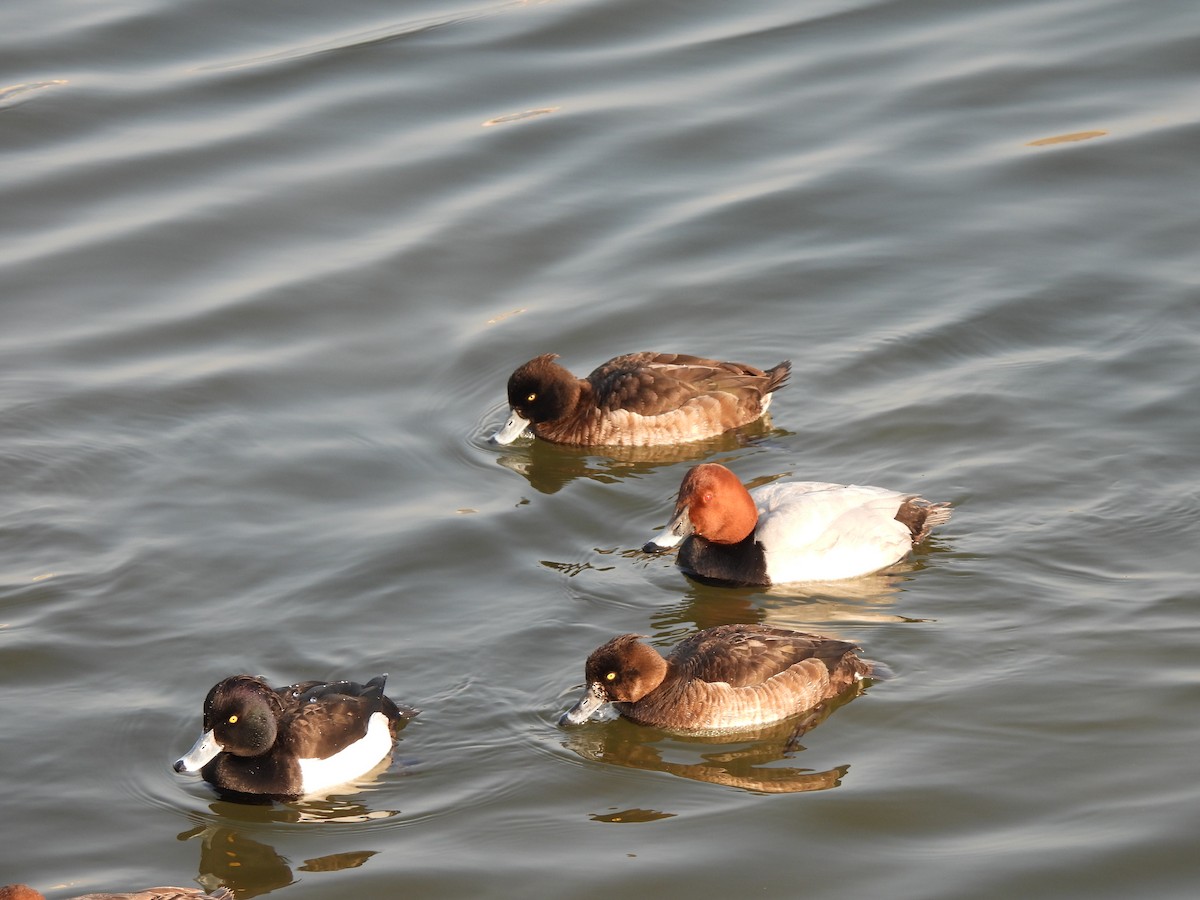 Tufted Duck - ML530887311