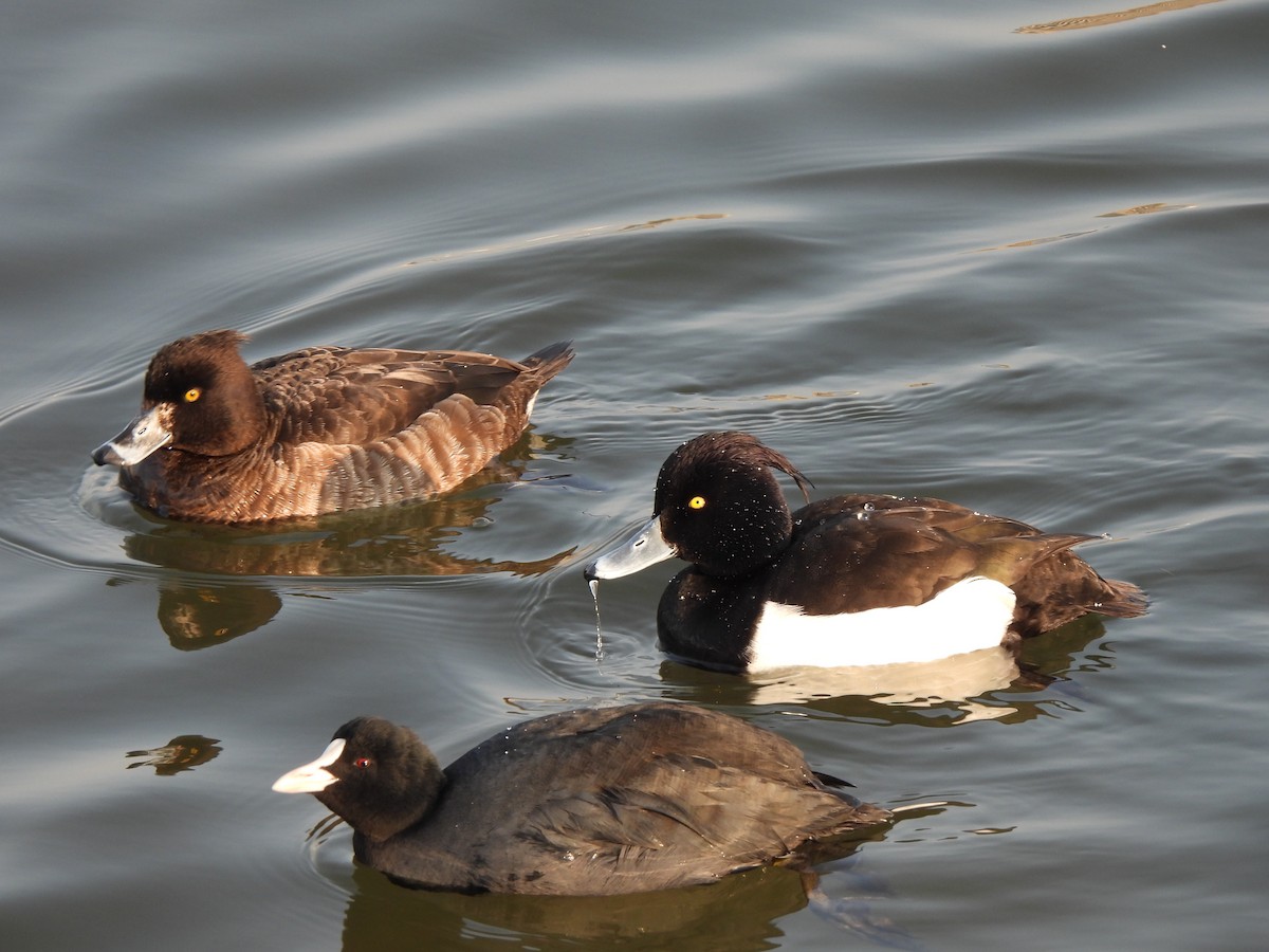 Tufted Duck - ML530887331