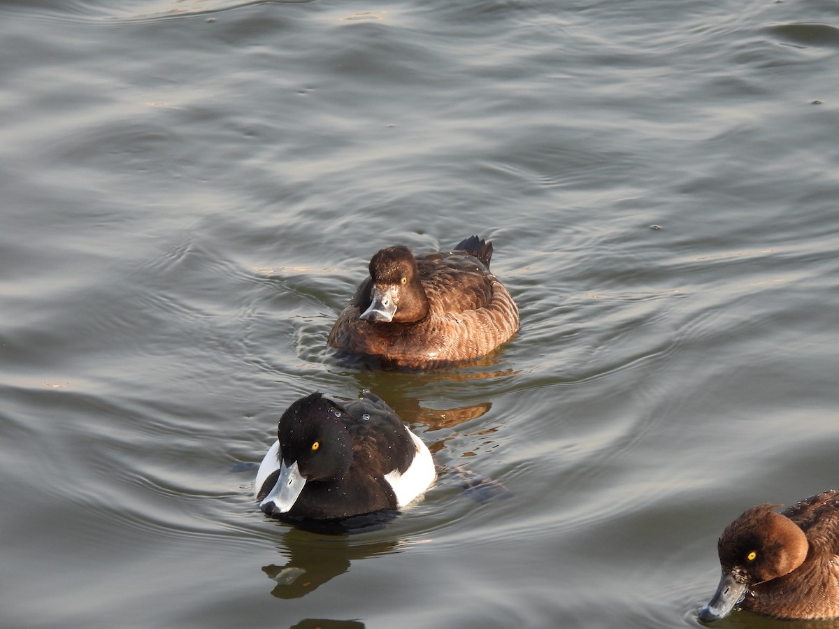 Tufted Duck - ML530887341