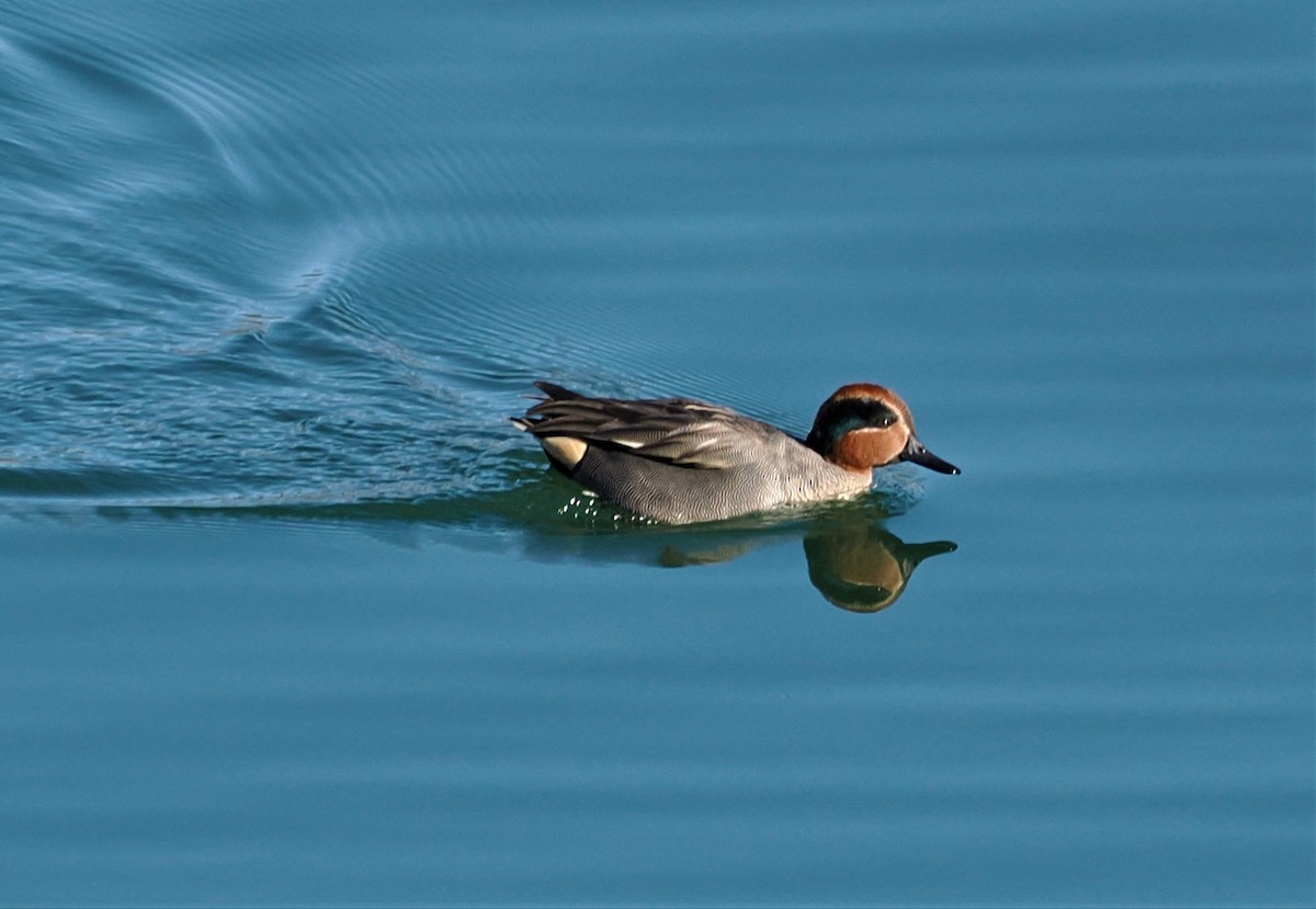 Green-winged Teal - ML530889731
