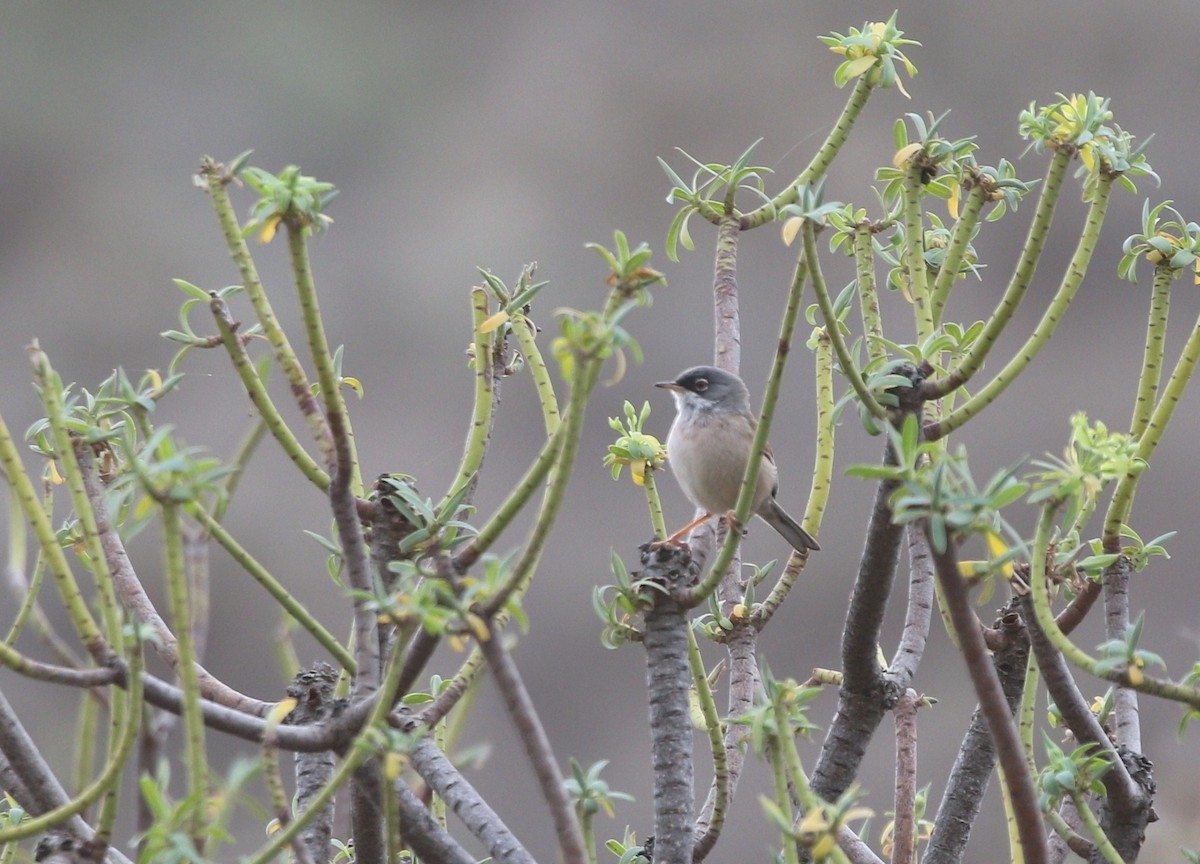Spectacled Warbler - ML530892261