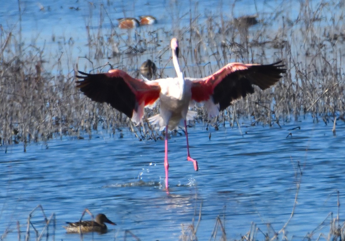 Greater Flamingo - ML530892741