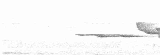 Kuyruk Kakan Ötleğen - ML530893411