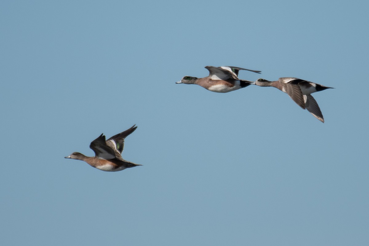 eBird Checklist 28 Jan 2023 Culloden Point 12 species