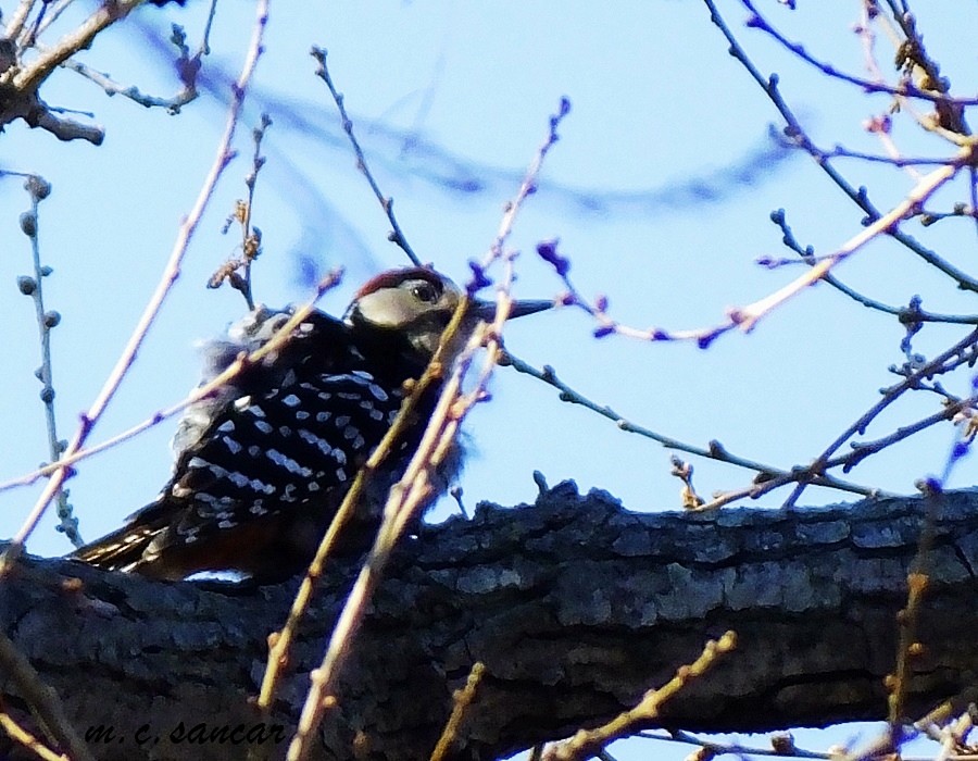 White-backed Woodpecker - ML530896621