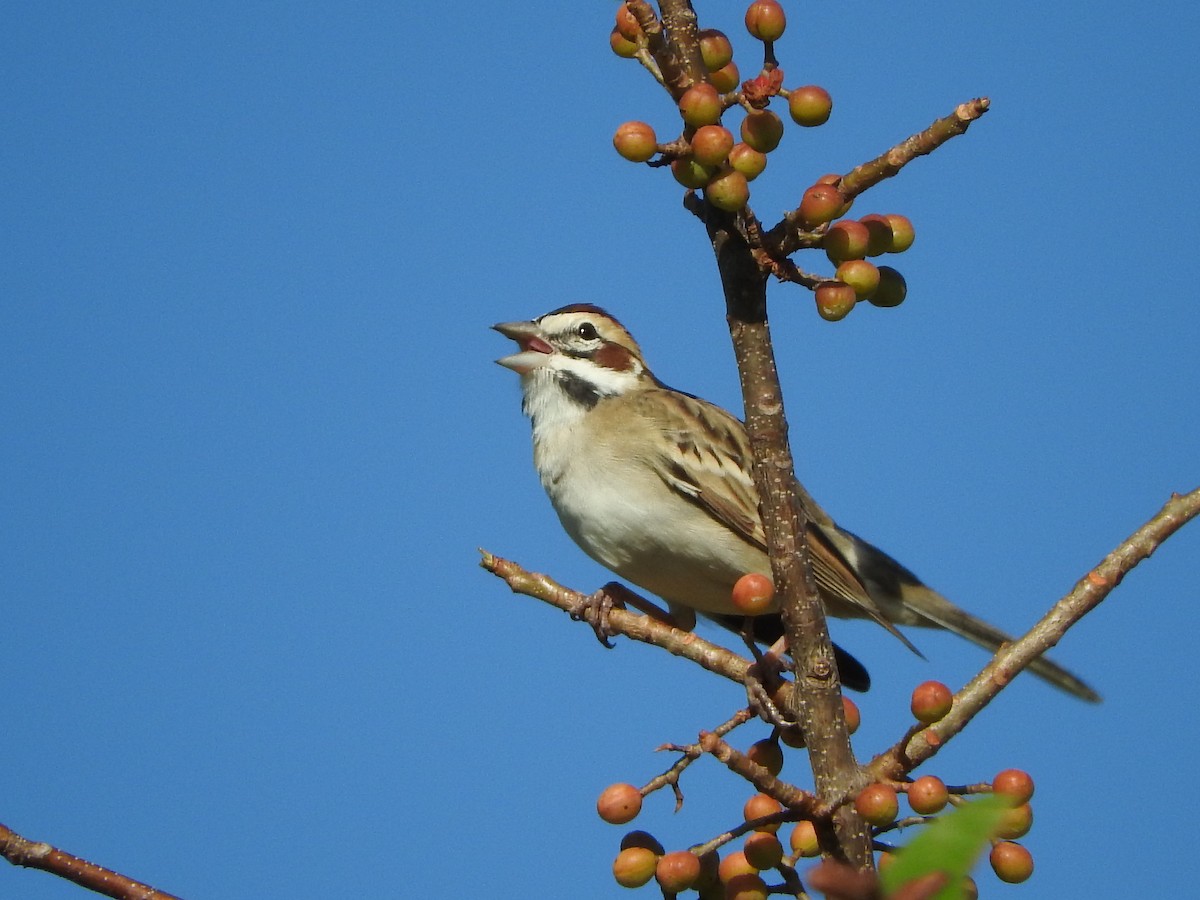 Lark Sparrow - Doris Brookens