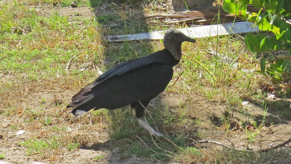 Black Vulture - Fred Peters