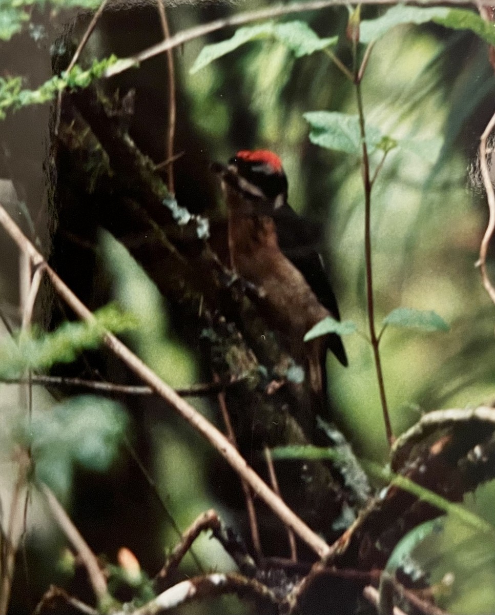 Hairy Woodpecker (Costa Rican) - ML530902751