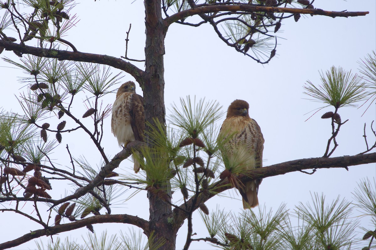 Red-tailed Hawk - ML530905711