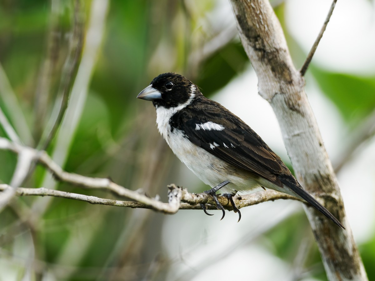 White-naped Seedeater - ML530907941