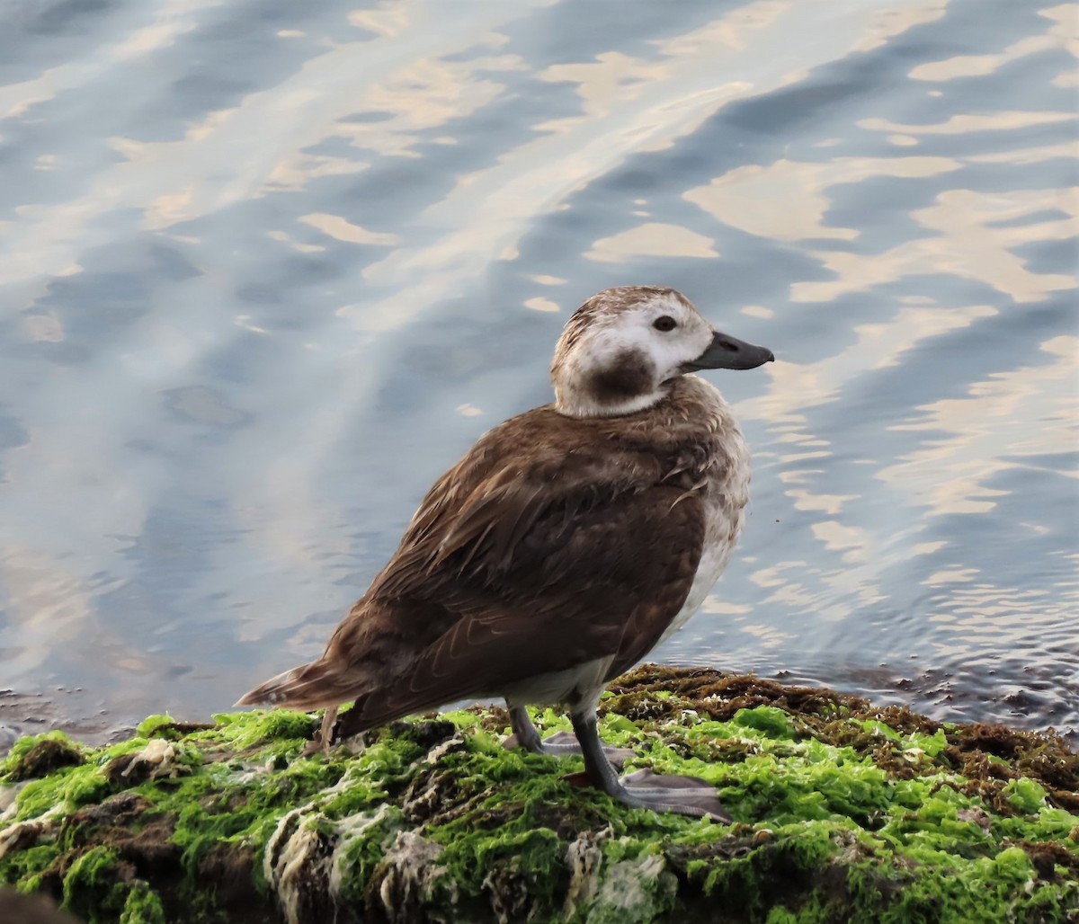 Long-tailed Duck - ML530908441