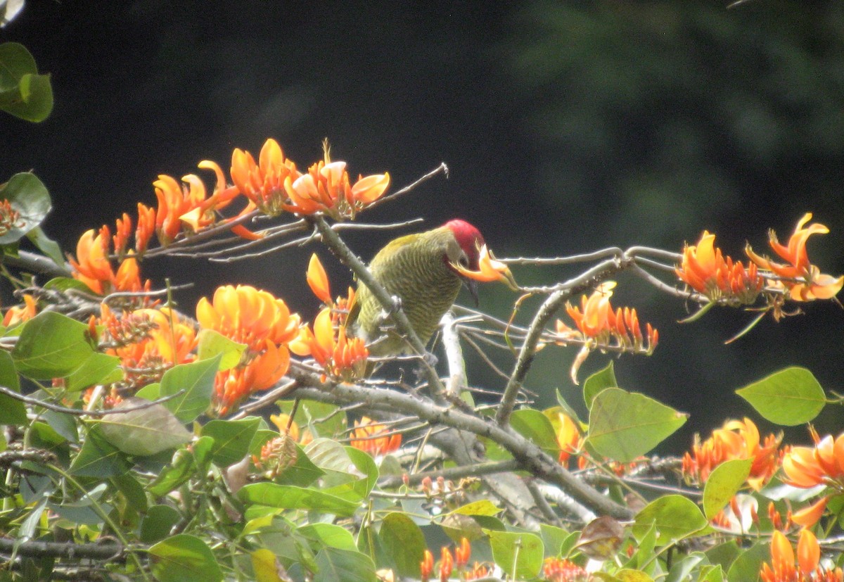 Golden-olive Woodpecker (Golden-olive) - ML53090871