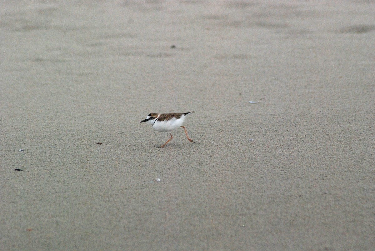 Collared Plover - ML530908981