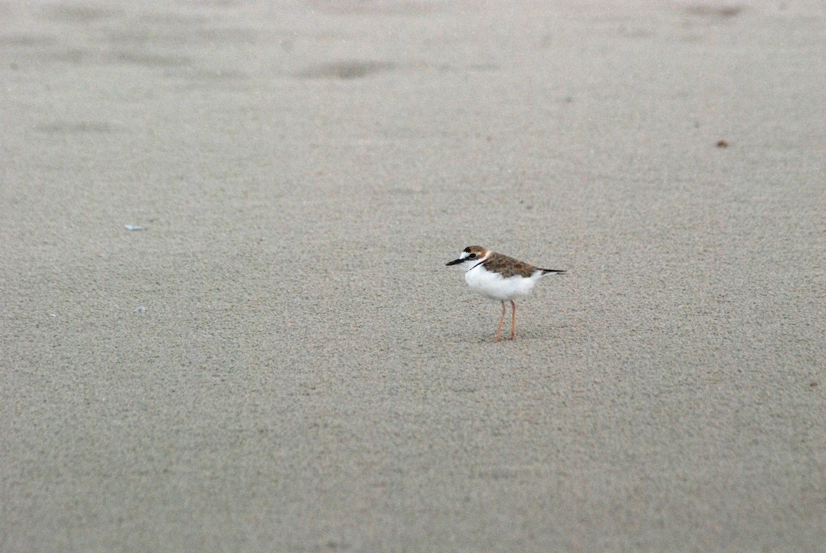 Collared Plover - ML530908991
